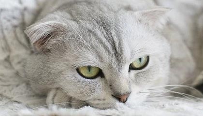 辉达娱乐官网-又是个人能力！绍尔单骑闯关晃过李昂破门 三镇30分钟2-0领先英博